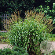 Spodiopogon sibiricus GM P9 BIO