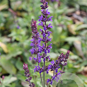 Salvia nem. 'Blaukönigin' GM P9 BIO