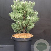 Pinus mugo 'Columbo' 40-50 cm 7,5L