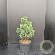 Pinus mugo 'Columbo' 50-60 cm 7,5L