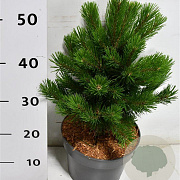 Pinus mugo 'Gnom' 30-40 cm 5,0L