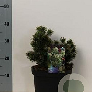 Pinus mugo 'Humpy' 20-25 cm 5,0L