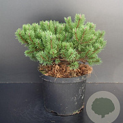 Pinus mugo 'Klosterkötter' 25-30 cm 5,0L
