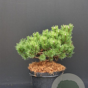 Pinus mugo 'Klosterkötter' 30-40 cm 7,5L