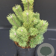 Pinus mugo 'Mumpitz' 30-40 cm 5,0L