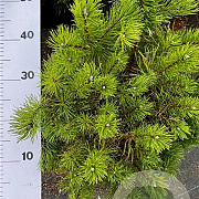 Pinus mugo pumilio 50-60 cm 10L