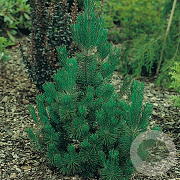 Pinus mugo 'Rigi' 30-40 cm 5,0L