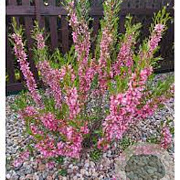 Prunus tenella 'Fire Hill' 60-80 cm 7,5L