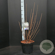 Prunus tomentosa 60-80 cm 10L