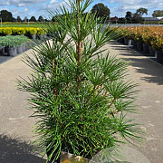 Sciadopitys verticillata 50-60 cm 10L
