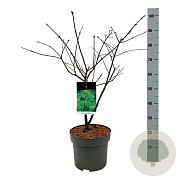 Acer japonicum 'Aconitifolium' 80-100 cm 10L