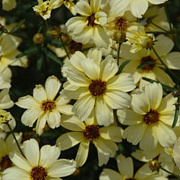 Coreopsis 'Buttermilk' GM P9