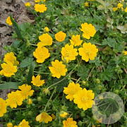 Potentilla crantzii 'Goldrausch' GM P9