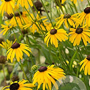 Rudbeckia f. 'Viette's Little Suzy' GM P9