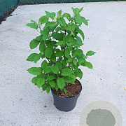 Hydrangea a. Strong Annabelle 60-80 cm 10L