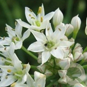 Allium tuberosum GM P9