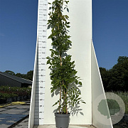Wisteria sinensis 'Prolific' 175-200 cm 7,5L
