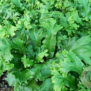 Asplenium scol. 'Cristatum' GM P9