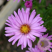 Aster (D) 'Herbstgruss v. Bresserh' GM P9