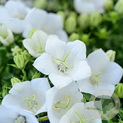 Campanula c. 'Weisse Clips' GM P9