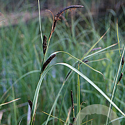Carex acuta GM P9