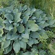 Hosta 'Krossa Regal' GM P9