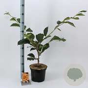 Hamamelis int. 'Aphrodite' 30-40 cm 5,0L