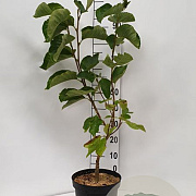 Magnolia brooklynensis 'Elizabeth' 80-100 cm 7,5L