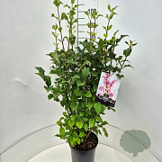 Syringa josikaea 80-100 cm 10L