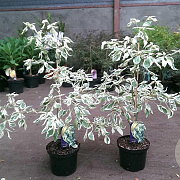 Cornus controversa 'Variegata' 80-100 cm 7,5L