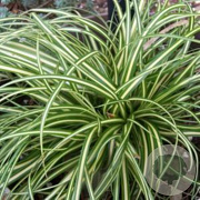 Carex oshim. 'Ice Cream' GM P9