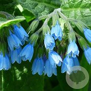 Symphytum grand. 'Blaue Glocken' GM P9