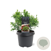 Chamaecyparis o. 'Brigitte' 20-25 cm 3,0L