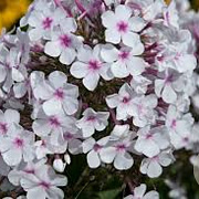Phlox paniculata 'Nirvana' GM P9