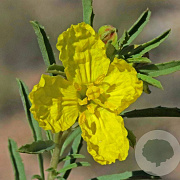 Calylophus serrulatus GM P9