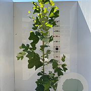 Liriodendron tulipifera 150-175 cm 5,0L