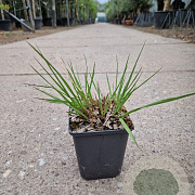 Molinia caerulea 'Moorhexe' GM P9