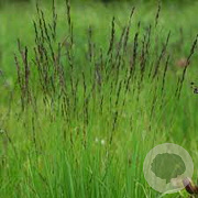Molinia caerulea 'Moorhexe' GM P9
