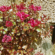 Sedum spurium 'Splendens' GM P9