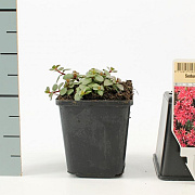 Sedum spurium 'Splendens' GM P9