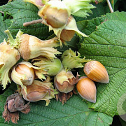 Corylus 'Pearson's Prolific' 100-125 cm 20L