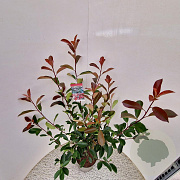 Photinia fraseri 'Red Robin' 90-100 cm 5,0L