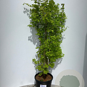 Acer pal. 'Summer Gold' 150-175 cm 35L