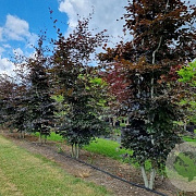 Fagus syl. 'Atropunicea' 150-175 cm draadkluit meerstammig 80-100 breed