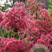 Heptacodium micon. 'SMNHMRF' 150-175 cm draadkluit struik