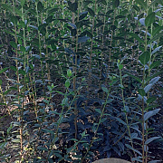 Ligustrum vulg. 'Atrovirens' 175-200 cm met kluit struik