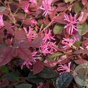 Loropetalum c. Black Pearl 80-100 cm 20L