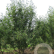 Malus 'Braendkjaer' 150-175 cm draadkluit meerstammig 80-100 breed