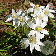 Ornithogalum oligophyllum 'White Trophy' verpakt per 100