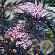 Sambucus nigra 'Eva' 125-150 cm met kluit struik